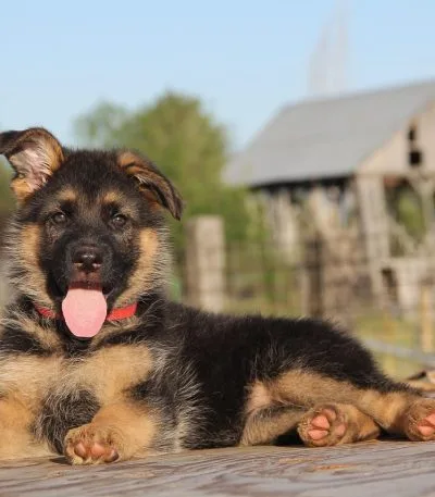 German Shepherd Puppies