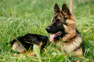 German Shepherd Puppy Bhopal - Black and Tan Long Coat for Sale