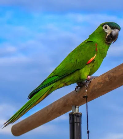 Hahn's Macaw Price & Availability In Wazirabad St