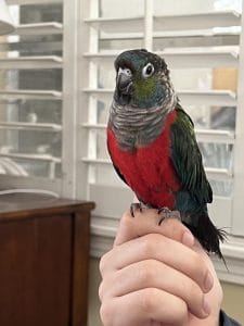 Buy Crimson Bellied Conure Pair - Deep Red Chest and Blue Wings