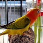 African Love Birds | Green Euwing Opaline