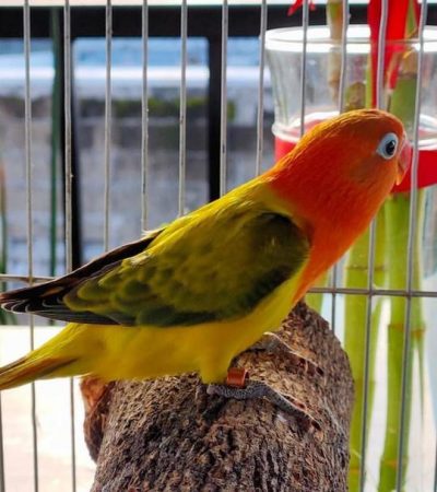 African Love Birds | Green Euwing Opaline