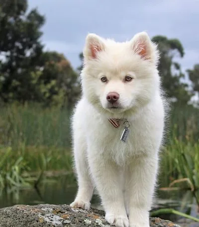 Pure White Siberian Husky Puppy by Haryana Pets Online