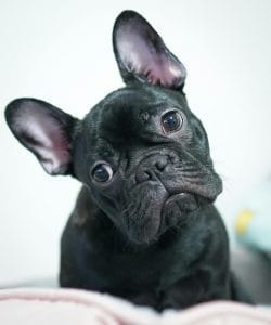 French Bulldog Puppy / Adult | Black Color