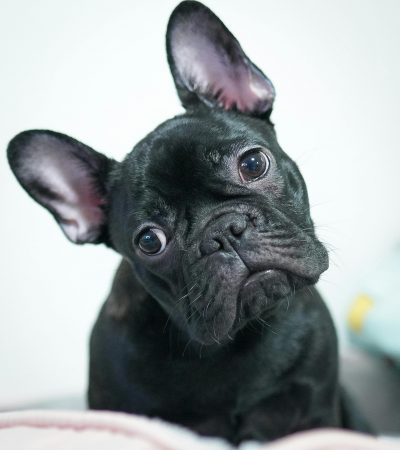 French Bulldog Puppy / Adult | Black Color