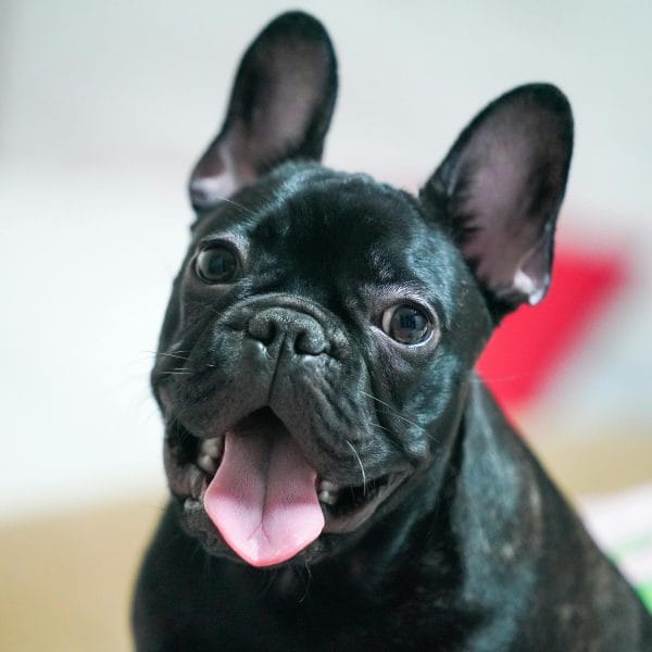 Buy Black French Bulldog Puppy - Sleek Solid Black Pup