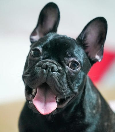 Buy Black French Bulldog Puppy - Sleek Solid Black Pup