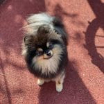 Pomeranian puppy /adult | Black Color