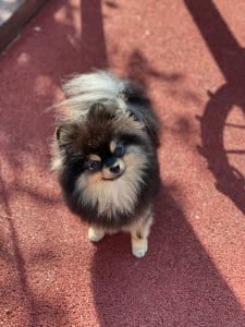 Pomeranian puppy /adult | Black Color
