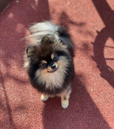 Pomeranian puppy /adult | Black Color