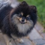 Culture Pom Puppy / Adults