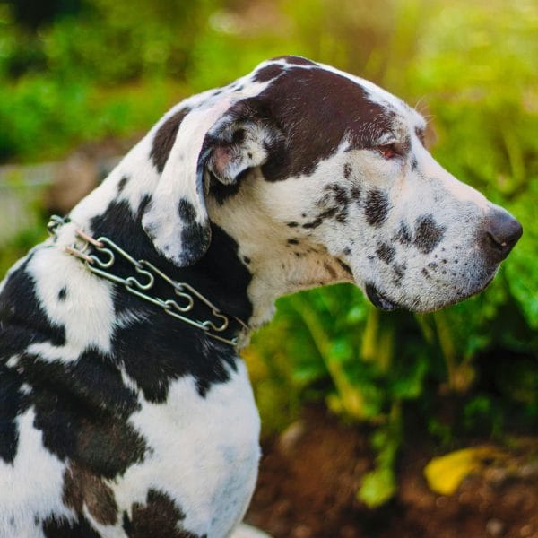 Great Dane Price in Bhopal - Rare Harlequin Puppy for Sale