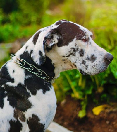 harlequin great dane haryana