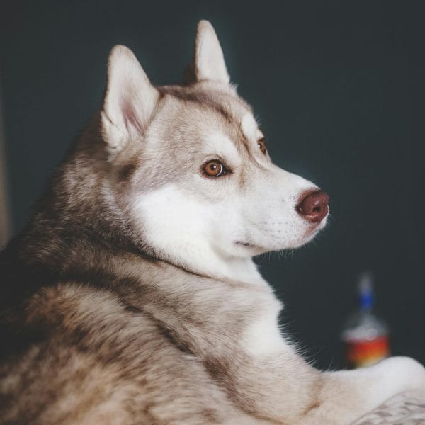 Copper Husky Price Bhopal - Copper and White Puppy with Brown Eyes