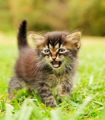 Exotic Short Hair Kitten/Adult