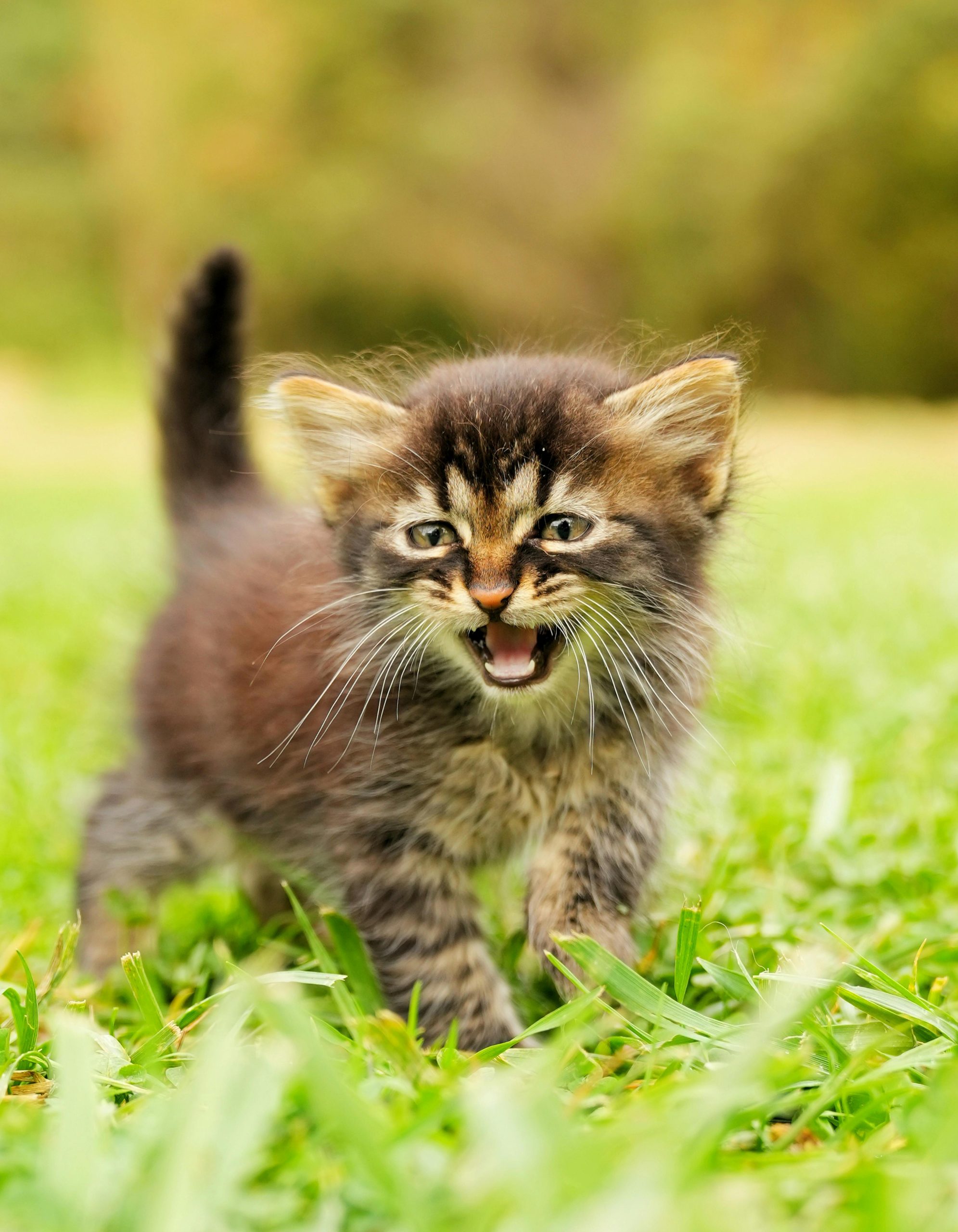 Exotic Short Hair Kitten/Adult