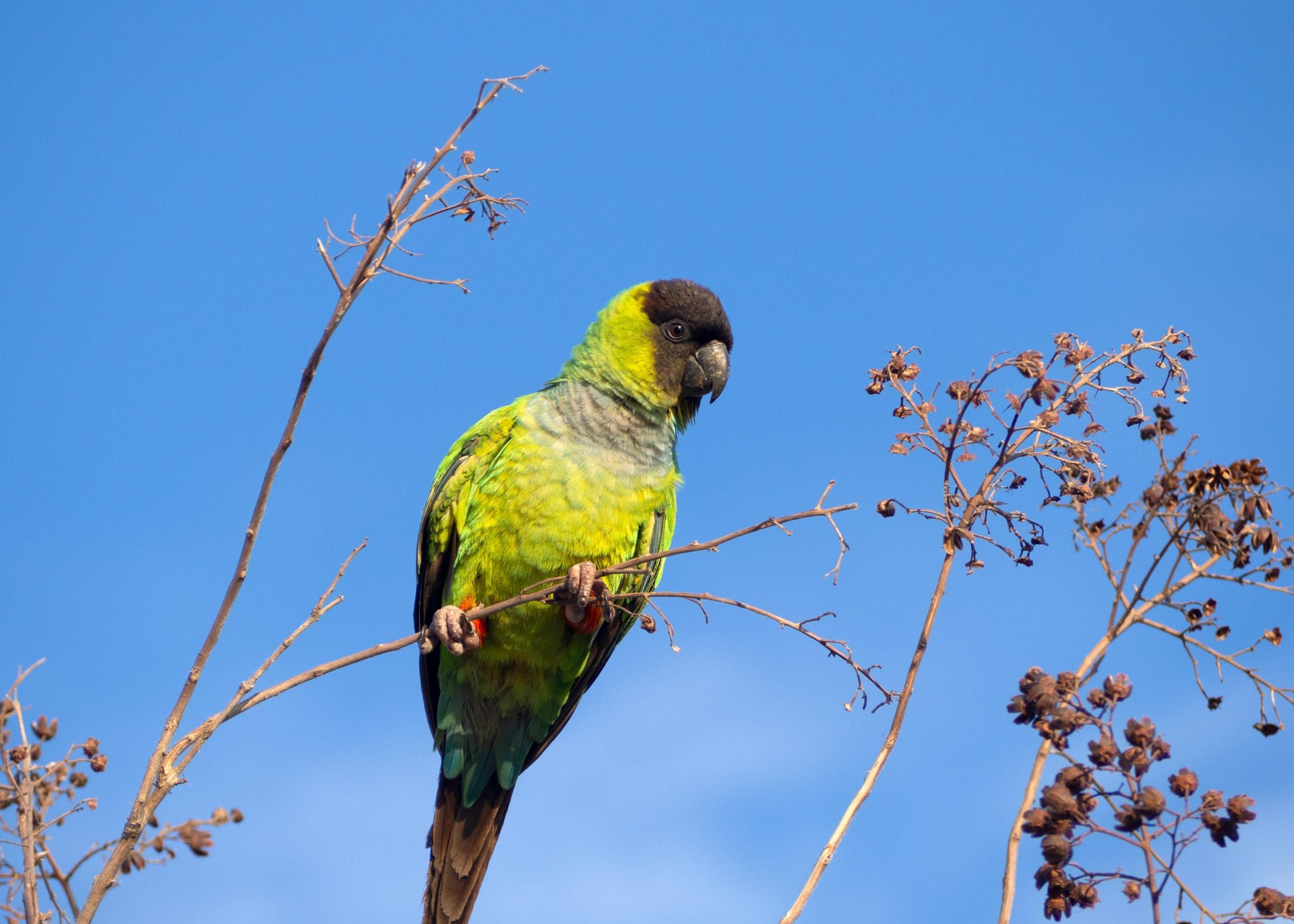 Buy Nanday Conure Pair - Black Hooded Green Parrot