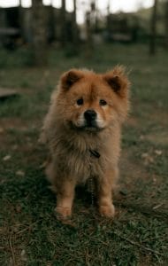 Chow Chow Puppy & Adult | Fawn Color