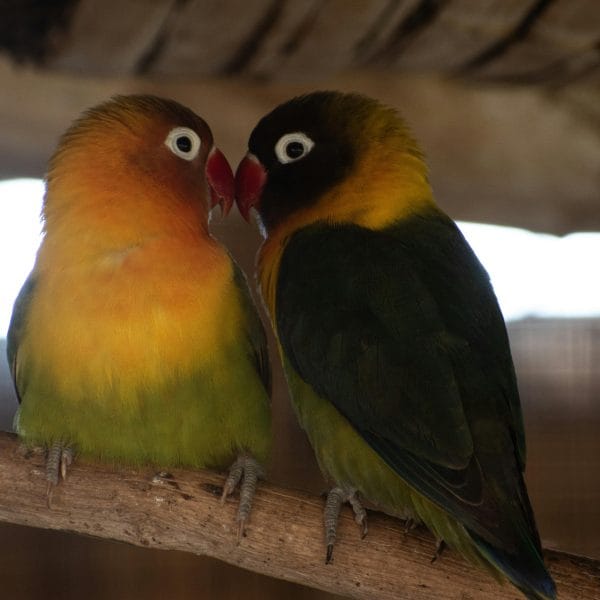 Buy African Love Birds Green - Black Masked Emerald Bird