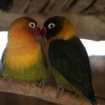 Buy African Love Birds Green - Black Masked Emerald Bird