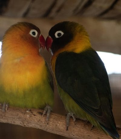 Buy African Love Birds Green - Black Masked Emerald Bird