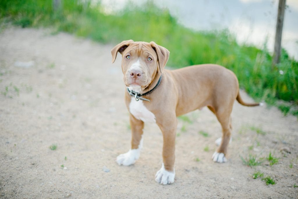 Buy American Bully Pocket Size Puppy - Heavy Bone Compact Pup