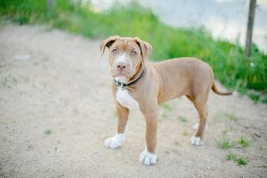 Buy American Bully Pocket Size Puppy - Heavy Bone Compact Pup