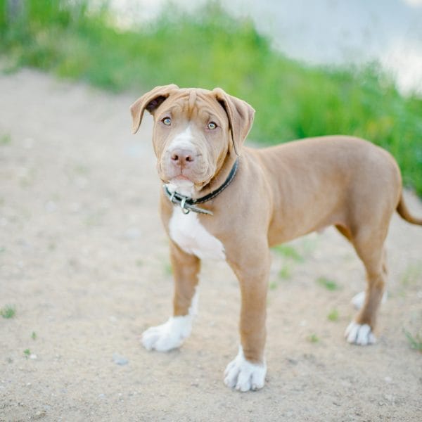Buy American Bully Pocket Size Puppy - Heavy Bone Compact Pup