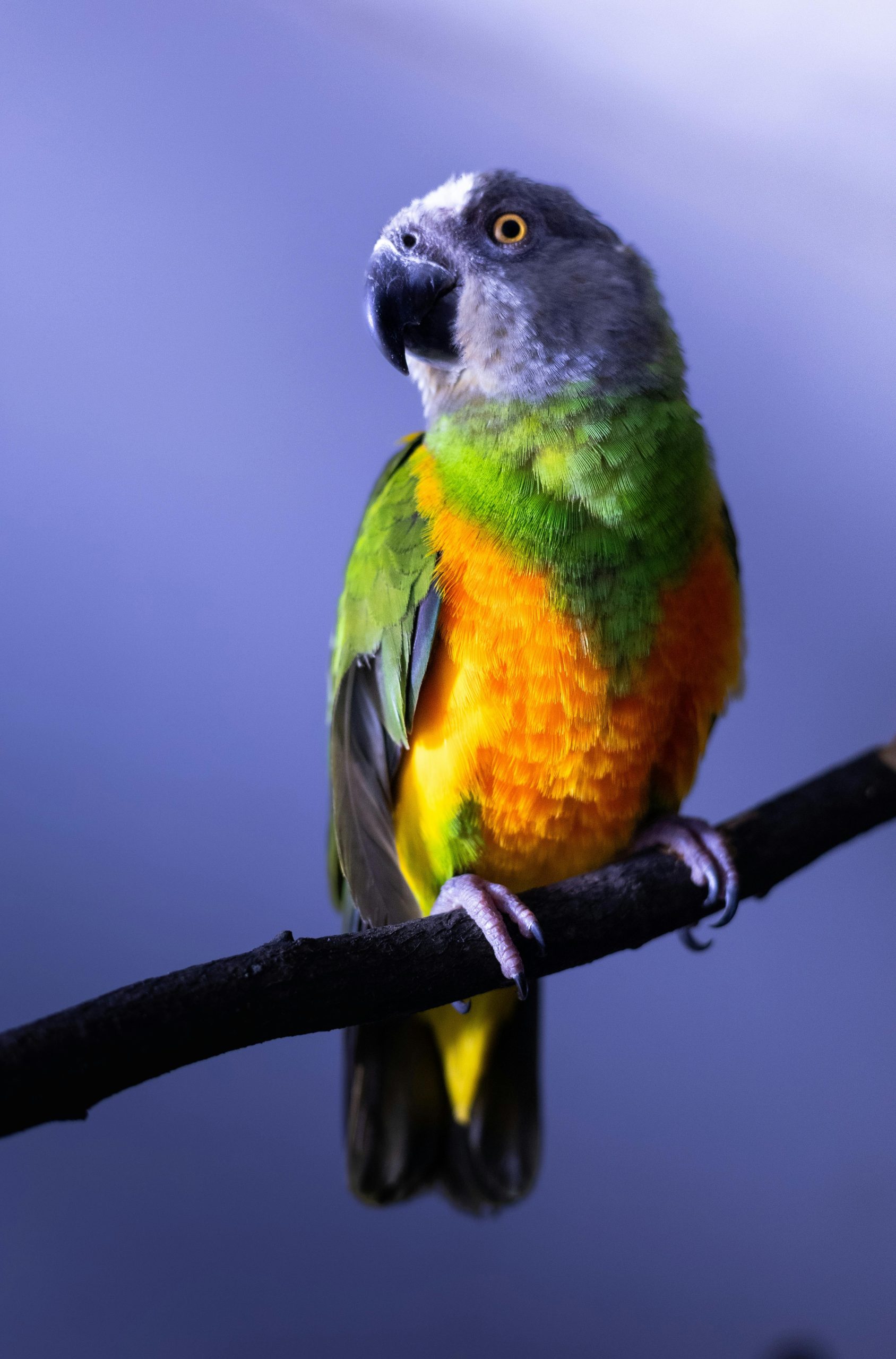 Buy Senegal Parrot Pair - Grey Head and Yellow Vest Bird