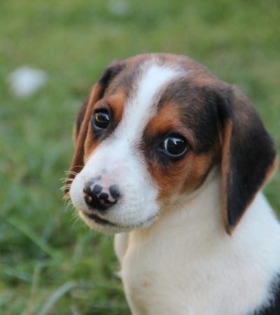 Beagle - Tri Color Puppy/Adult