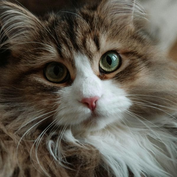 Buy Siberian Cat Kitten - Fluffy Hypoallergenic Forest Cat