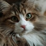 Buy Siberian Cat Kitten - Fluffy Hypoallergenic Forest Cat