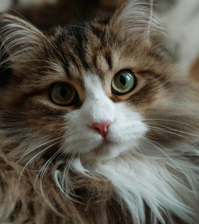 siberian cat haryana