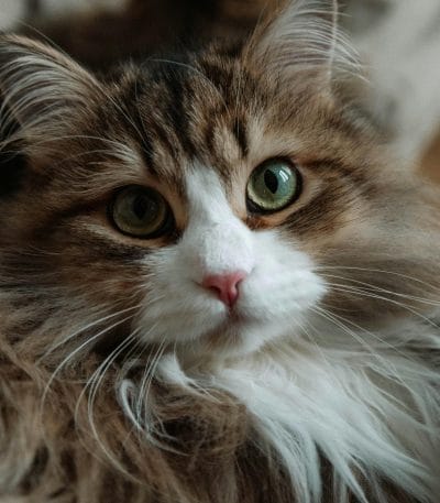 Buy Siberian Cat Kitten - Fluffy Hypoallergenic Forest Cat
