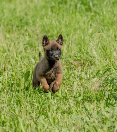 Belgian Malinois Puppy