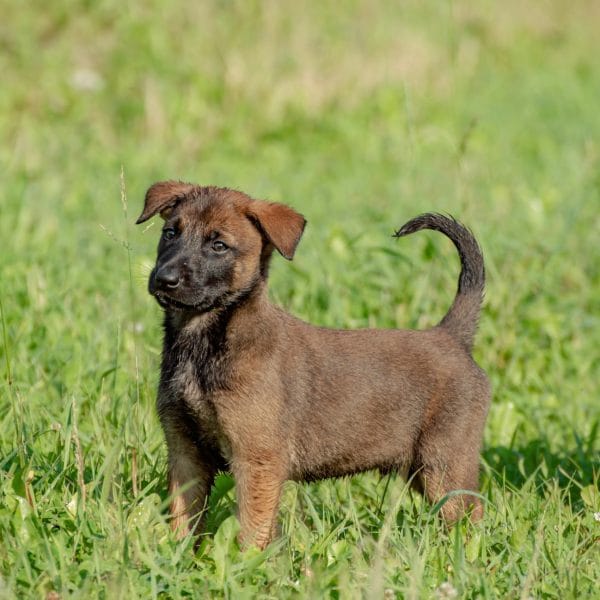 Buy Belgian Malinois Puppy - High Drive Protection Dog