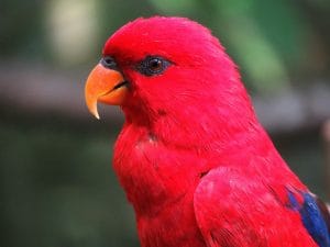 Buy Red Lorikeet Online - Intense Scarlet Red Parrot