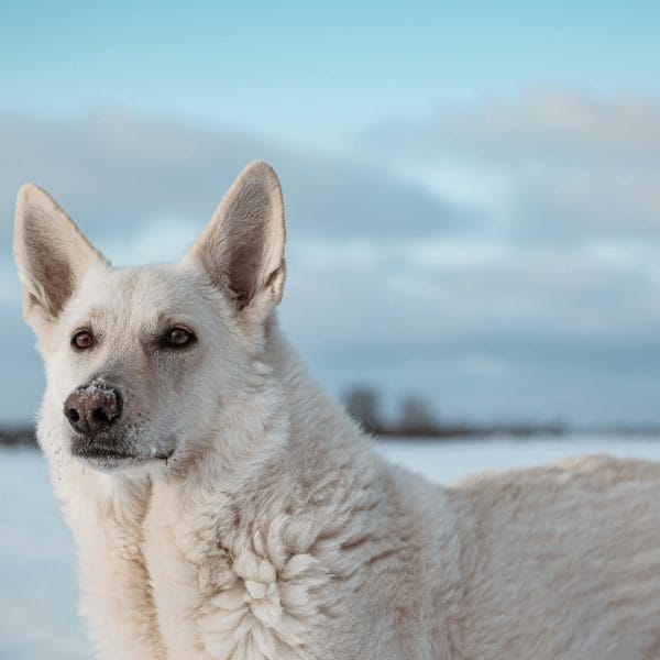 Buy White German Shepherd Puppy - Rare Snow White GSD Pup