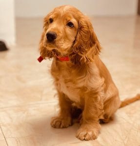 Cocker Spaniel Puppy / Adult | Brown Color