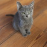 Russian Blue Kitten/Adult