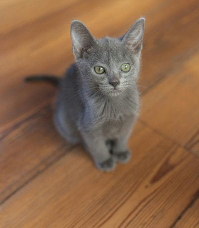 Russian Blue Kitten/Adult