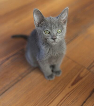 Russian Blue Kitten/Adult