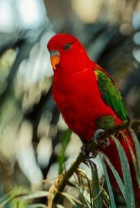 Buy Chattering Lorikeet - Intense Scarlet Red Talking Bird