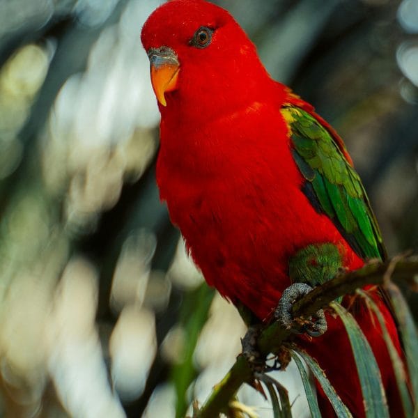 Buy Chattering Lorikeet - Intense Scarlet Red Talking Bird