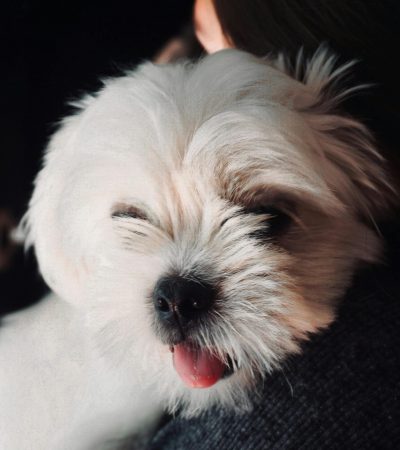white shih tzu haryana
