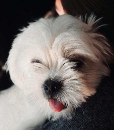 White Shih Tzu Bhopal - Pure White Puppy for Sale