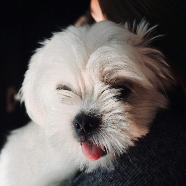 White Shih Tzu Bhopal - Pure White Puppy for Sale