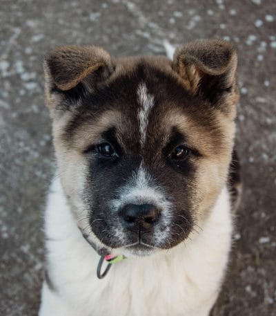 Buy Akita Puppy - Powerful Japanese Bear Dog Pup