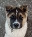 Buy Akita Puppy - Powerful Japanese Bear Dog Pup