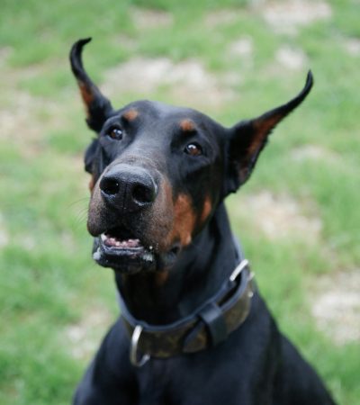 black and rust doberman haryana